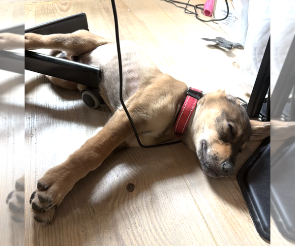 Medium Photo #3 Mutt Puppy For Sale in Brooklyn, NY, USA