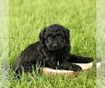 Small #3 Poovanese