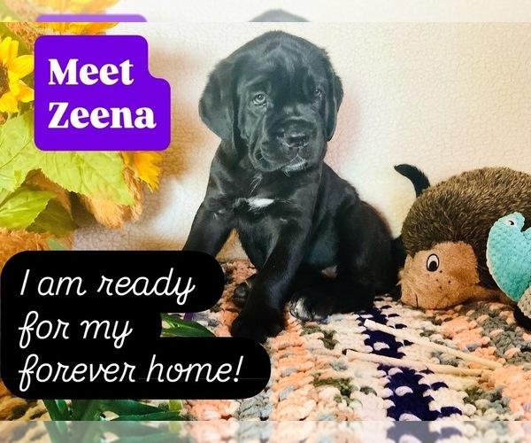 Medium Photo #1 Cane Corso Puppy For Sale in WOODLAND HILLS, CA, USA