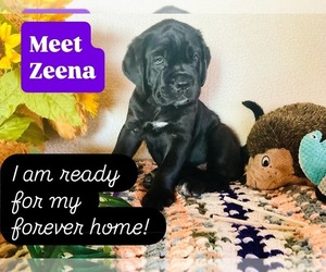 Cane Corso Dog for Adoption in WOODLAND HILLS, California USA