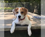 Small #3 Mutt