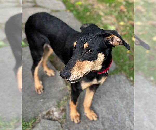 Medium Photo #3 Miniature Pinscher-Unknown Mix Puppy For Sale in Wakefield, RI, USA