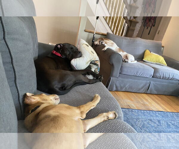 Medium Photo #8 Bullboxer Pit Puppy For Sale in Rockaway, NJ, USA