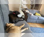 Small #7 Bullboxer Pit