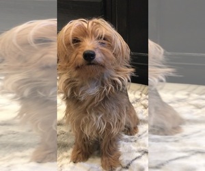 Mother of the Yorkshire Terrier puppies born on 05/20/2026