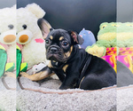 Small Photo #6 French Bulldog Puppy For Sale in BELLVILLE, TX, USA