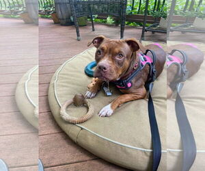 Staffordshire Bull Terrier-Unknown Mix Dogs for adoption in Greensboro, NC, USA