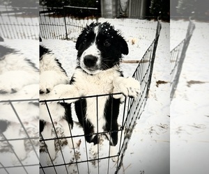 Border Collie Puppy for sale in CONWAY, AR, USA
