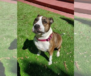 American Staffordshire Terrier-Unknown Mix Dogs for adoption in Santa Monica, CA, USA