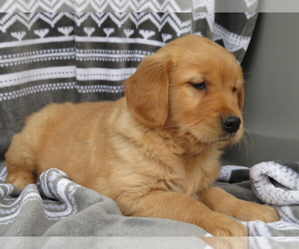 Medium Photo #3 Golden Retriever Puppy For Sale in SHILOH, OH, USA