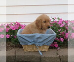 Small Photo #23 English Cream Golden Retriever Puppy For Sale in ATHENS, WI, USA