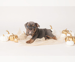 Small Photo #3 Bulldog Puppy For Sale in MURRIETA, CA, USA