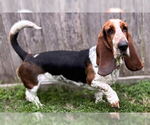 Small Basset Hound