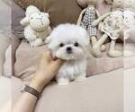 Small #4 Maltese