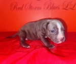 Puppy Puppy 5 American Pit Bull Terrier