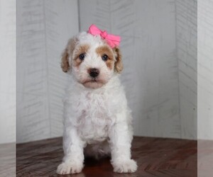 Poodle (Toy) Puppy for sale in CHICAGO, IL, USA