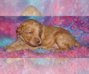 Labradoodle mix (+ Poodle Standard) Puppy for sale in LA HABRA, CA, USA