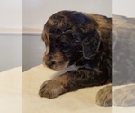 Small Photo #3 Aussiedoodle Puppy For Sale in ATHENS TOWNSHIP, PA, USA