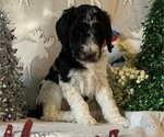 Small Photo #4 Poodle (Standard) Puppy For Sale in BLOUNTVILLE, TN, USA