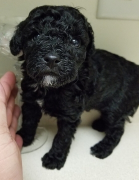 Medium Photo #2 Poodle (Miniature) Puppy For Sale in SHALLOTTE, NC, USA