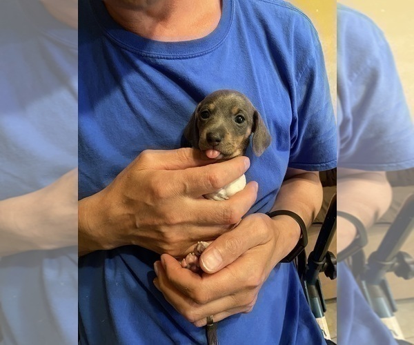 Medium Photo #20 Dachshund Puppy For Sale in LUBBOCK, TX, USA