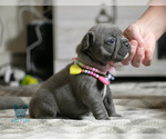 Small Photo #5 French Bulldog Puppy For Sale in SPOKANE, WA, USA