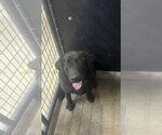 Small Photo #3 Labrador Retriever Puppy For Sale in Osgood, IN, USA