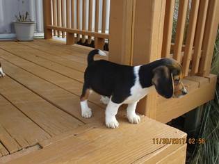 Beagle Puppy for sale in STONEFORT, IL, USA