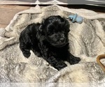 Small Photo #4 ShihPoo Puppy For Sale in JACKSONVILLE, FL, USA