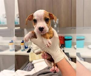 Mutt Dogs for adoption in Baytown, TX, USA