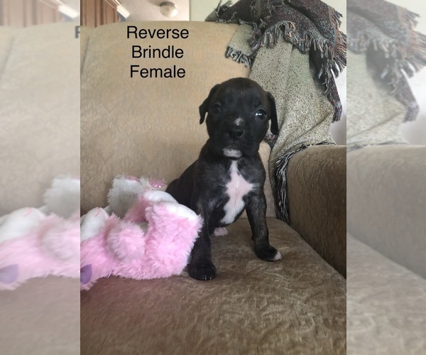 Medium Photo #7 Boxer Puppy For Sale in HORSE CAVE, KY, USA