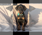 Small #8 Doberman Pinscher