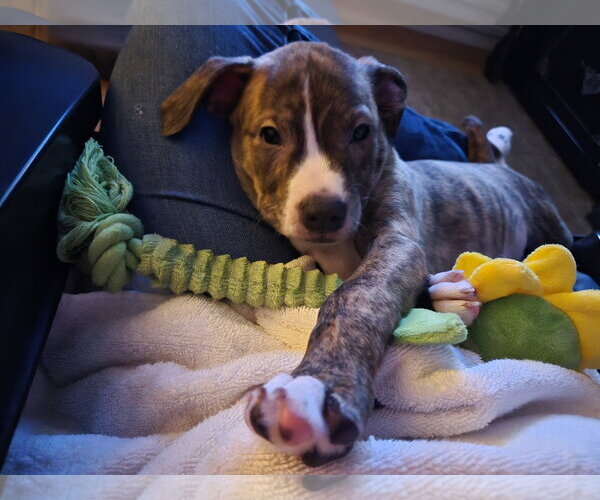 Medium Photo #3 Labrador Retriever-Unknown Mix Puppy For Sale in Holly Springs, NC, USA
