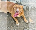 Small #1 Labrador Retriever Mix