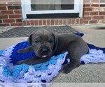 Small #6 Cane Corso