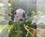 Small #7 Boston Terrier