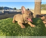 Small #2 French Bulldog