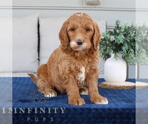 Goldendoodle Puppy for sale in NARVON, PA, USA