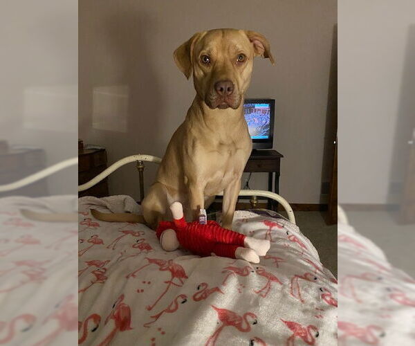 Medium Photo #1 American Staffordshire Terrier-Labrador Retriever Mix Puppy For Sale in Minneapolis, MN, USA