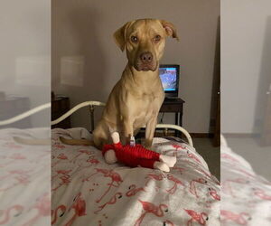 American Staffordshire Terrier-Labrador Retriever Mix Dogs for adoption in Minneapolis, MN, USA