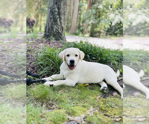 Medium Photo #12 Labrador Retriever Puppy For Sale in LOUISBURG, NC, USA
