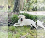 Small #11 Labrador Retriever