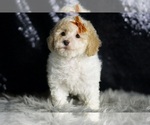 Small #1 Maltipoo (Miniature)