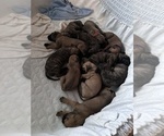Small Photo #10 Presa Canario Puppy For Sale in LOUISVILLE, KY, USA