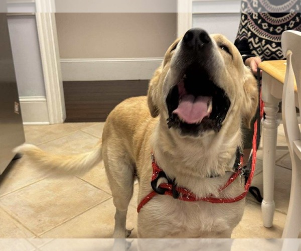 Medium Photo #5 Great Pyrenees-Unknown Mix Puppy For Sale in Holly Springs, NC, USA