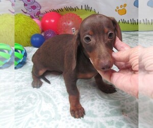 Dachshund Puppy for sale in RATTAN, OK, USA