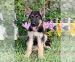 Small Photo #9 German Shepherd Dog Puppy For Sale in MIAMI, FL, USA