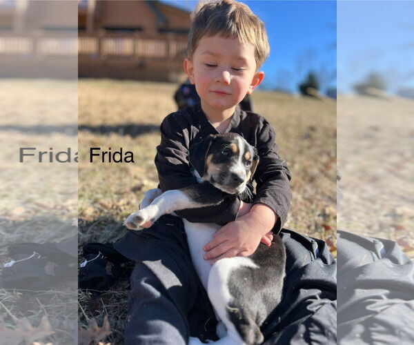 Medium Photo #12 Treeing Walker Coonhound-Unknown Mix Puppy For Sale in Holly Springs, NC, USA