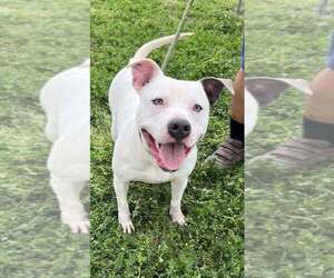 Mutt Dogs for adoption in Abbeville, LA, USA