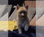 Small #52 Pomsky
